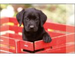Kangaro KTC Bureauonderlegger Kangaro PP 38x58cm dessin Labrador Zwart