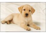 Kangaro KTC Bureauonderlegger Kangaro PP 38x58cm dessin Labrador wit