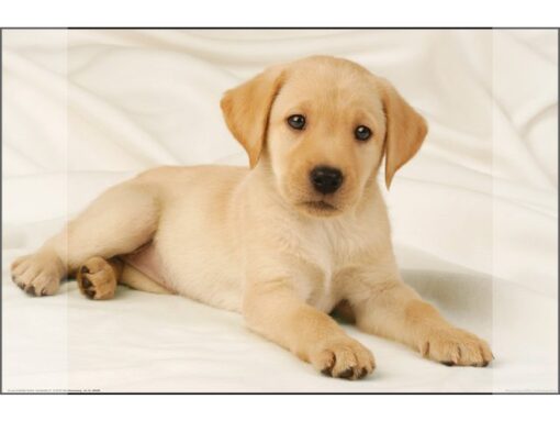 Kangaro KTC Bureauonderlegger Kangaro PP 38x58cm dessin Labrador wit