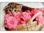 Kangaro KTC Bureauonderlegger Kangaro PP 38x58cm kitten